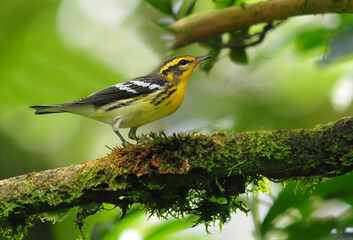 Blackburnian Warbler  (Dendroica fusca)