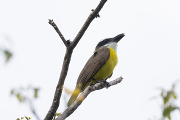 Boat-billed Flycatcher (Megarynchus pitangua)