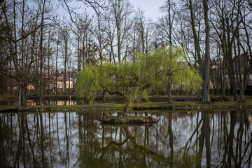 puffy reeds by the clean transparent waters of the lake in the park of a medieval castle with a tree on the middle