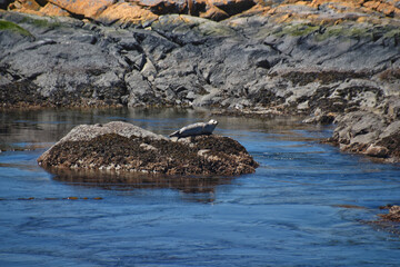 Fototapeta premium Shark Reef Sanctuary coastal ocean views Lopez Island, San Juan Islands summer 2024, Washington, United States.