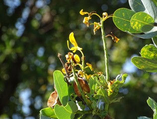 Flores do Cerrado brasileiro