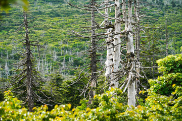 枯れているオオシラビソ