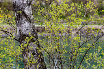 Spring trees and bushes against the background of the river