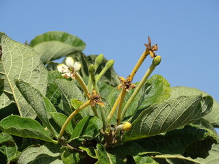 Planta do Cerrado brasileiro