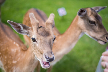 young shy fallow deer playing in the green meadow
