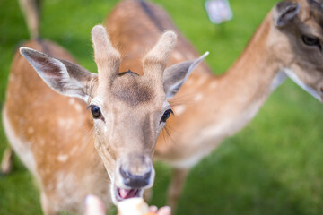 young shy fallow deer playing in the green meadow