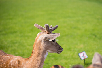young shy fallow deer playing in the green meadow