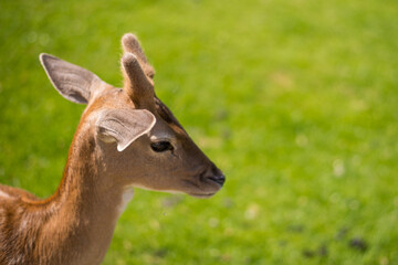 young shy fallow deer playing in the green meadow