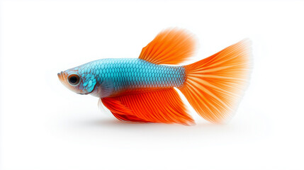 Fototapeta premium vibrant blue and orange Guppy fish with flowing fins swimming gracefully.
