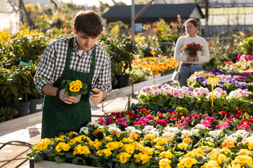 Guy employee in apron inspects plants on shelf of counter, with pot in hands checks primula plant....