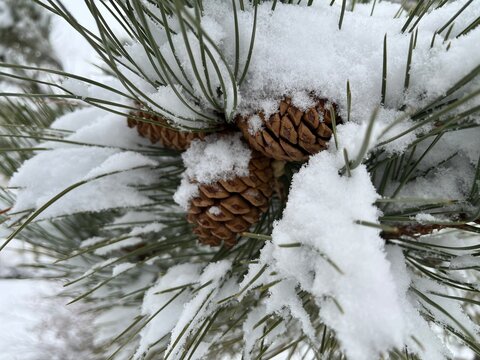 Snow covered pine cones