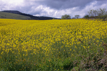 Fototapeta premium yellow turnip flowers and gloomy sky
