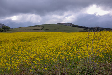 blossoms from yellow turnips in a field