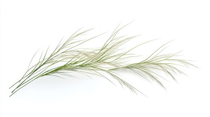 Fototapeta premium Delicate green grass stems on white background