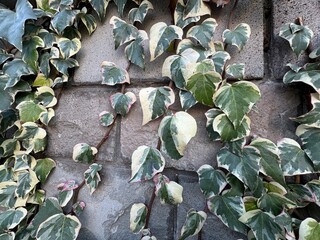 Green and white leaves background of Canarian ivy lush foliage. A wall fully covered in both green and white and green leaves. Botanical photo of Hedera Canariensis, also variegated ivy. Close-up ivy.