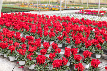 Houseplants with red flowers cyclamen growing in pots in greenhouse, nobody