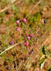 Frutos do Cerrado brasileiro