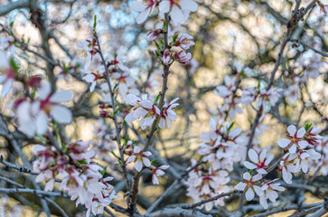 Almond trees in blossom in springtime