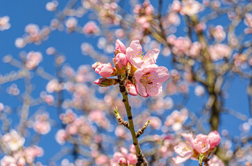 Almond trees in blossom in springtime