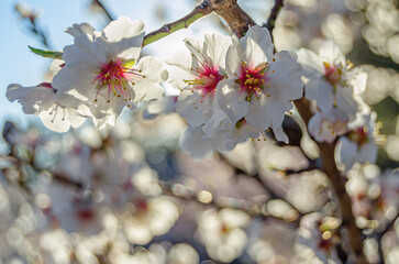 Almond trees in blossom in springtime