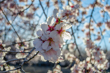Almond trees in blossom in springtime