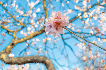 Almond trees in blossom in springtime