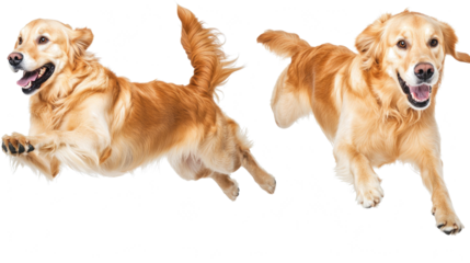 Happy Cute Dogs Jumping and Playing in Open Space Generative AI