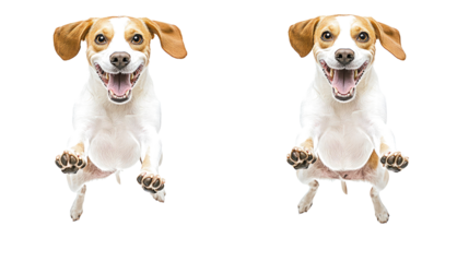 Happy Cute Dogs Jumping and Playing Together Generative AI
