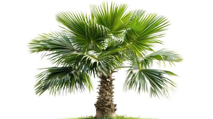 outdoor palm tree concept, natural plant
