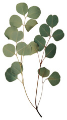 Obraz premium PNG Leaf eucalyptus plant herbs.