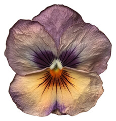 PNG Real Pressed pansy flower pressed illustration.