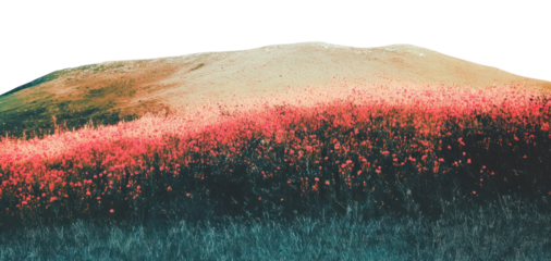 PNG Summer flower bushes border landscape flowers scenery.