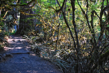 Hall of Mosses and Spruce Nature Trail, Hoh Rainforest, Olympic National Park, Washington, United States, America.