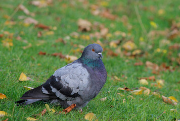 pigeon on grass