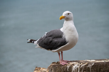 seagull standing on the edge of a cliff by the sea