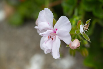 Close up of pink and white geranium blossom in a garden