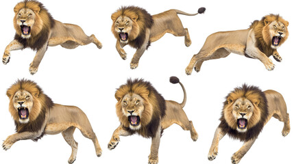 Obraz premium Male Lions Mid Leap With Mouths Wide Open Generative AI