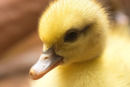 pato