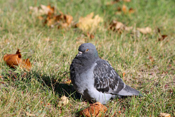 pigeon on the ground