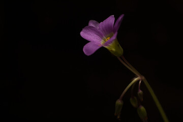 flor