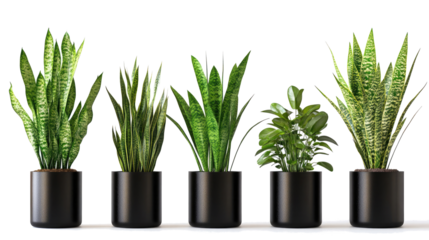 Modern House Plants in Stylish Black Pots for Decor Generative AI