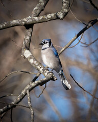 Blue Jay on a fall afternoon.