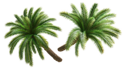Isolated Palm Leaves on Transparent Background Generative AI