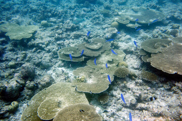 Beautiful large colony of table corals (Acropora hyacinthus) on the reef in the Maldives. 
