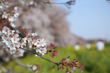 桜の花