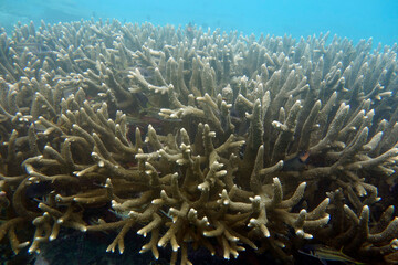 Beautiful large stony coral,(Acropora robusta) on the reef in the Maldives.