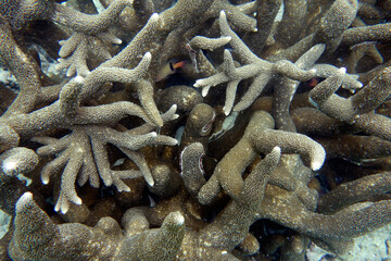 Beautiful large stony coral,(Acropora robusta) on the reef in the Maldives.