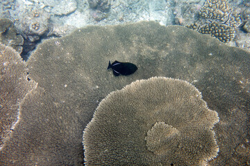 Beautiful large table corals,(Acropora hyacinthus) on the reef in the Maldives.