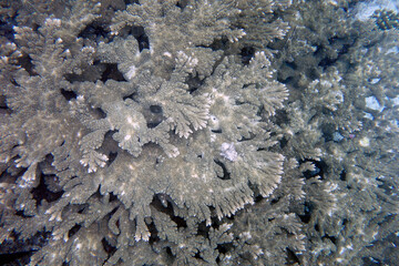 Beautiful large elkhorn coral,(Acropora palmata) on the reef in the Maldives.