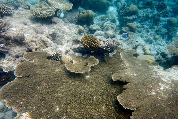 Beautiful large table corals,(Acropora hyacinthus) on the reef in the Maldives.